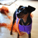 Illustration for article titled Who Knew There Was So Much Advice To Give On Photographing Pets?